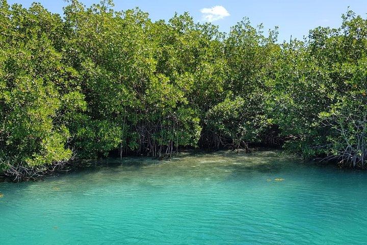 Mangrove and Lagoon Speed Boat Tour