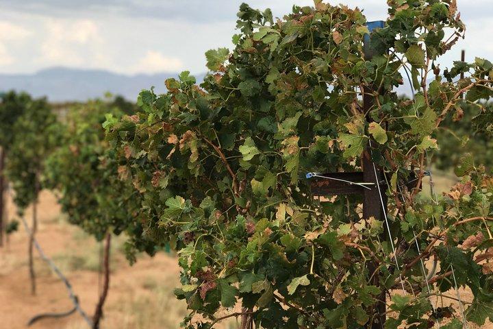 Scenic Desert Wine Distillery Brewery Route 66 Tour