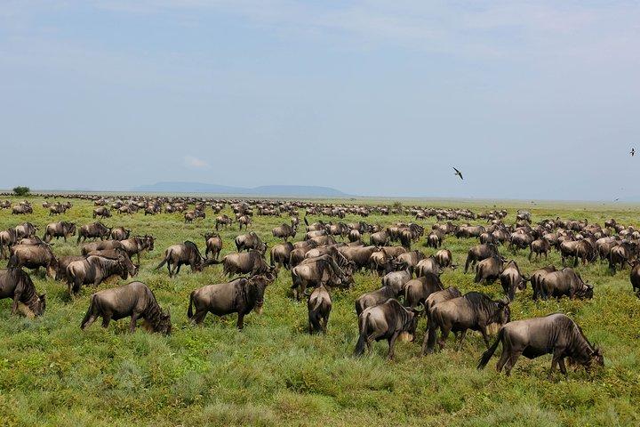 7 Days Safari. Serengeti, Tarangire, Lake Manyara & Ngorongoro Crater.