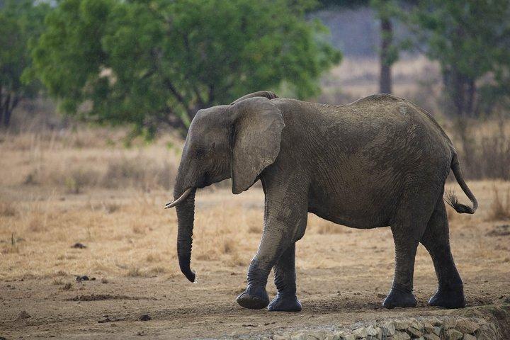 7 Days Safari. Serengeti, Tarangire, Lake Manyara & Ngorongoro Crater.
