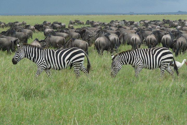 Serengeti Wildebeest Migration.
