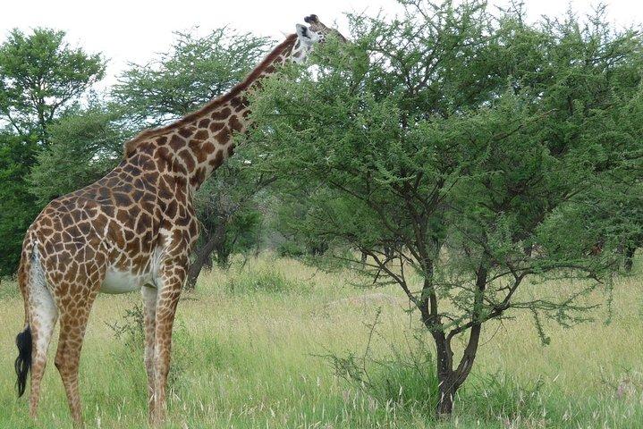 3 Days Lodge Safari