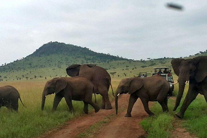 12-Days Best of Kenya Wildlife Jeep Safari - High End
