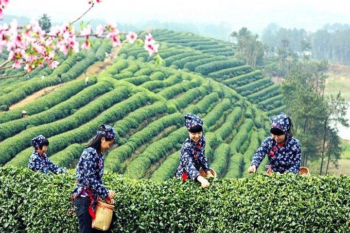 Hangzhou Private Day Tour with West Lake, Tea Village, Lingyin Temple and More