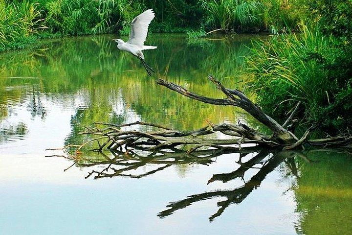 Hanghzhou Xixi Wetland Half Day Tour with E-Boat Ride