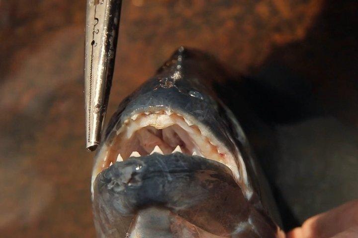 Private Iquitos Amazon Piranha Fishing Tour