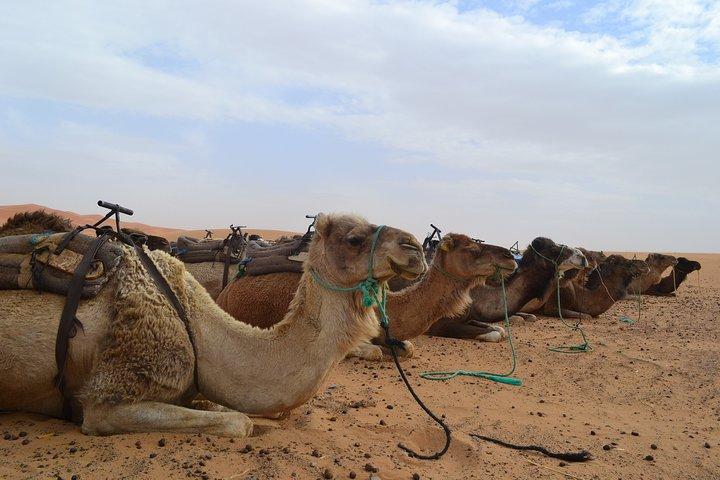 4-Day Sahara Desert Tour from Marrakech with Camel Ride