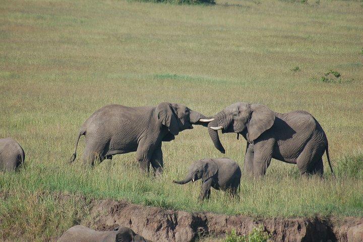 3 Days 2 Nights in Maasai Mara via The Great Rift Valley