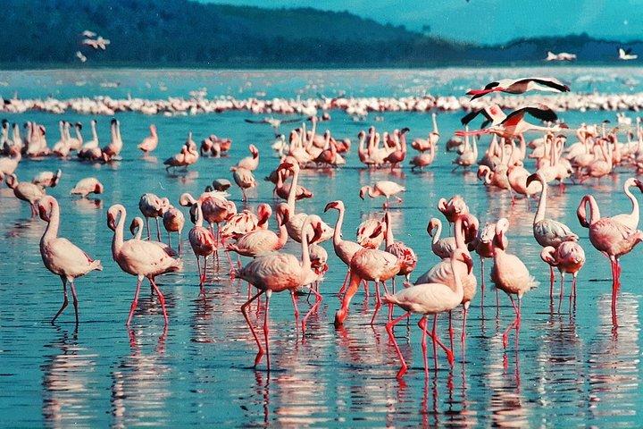 4Days/3Nights Comfort in Serengeti, Ngorongoro ,L Manyara