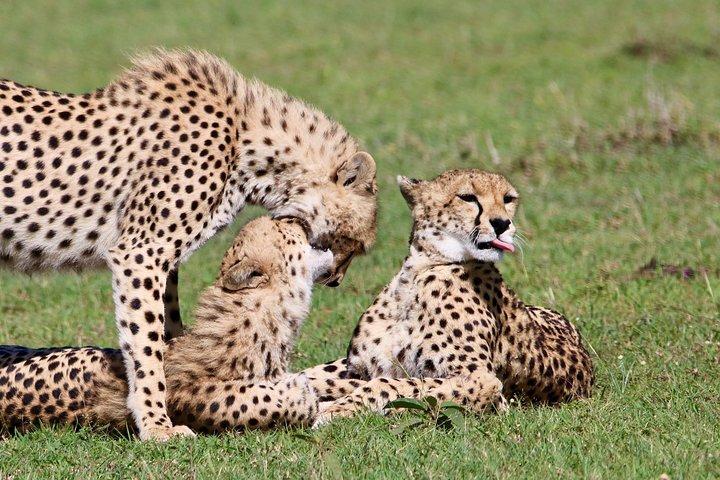 3 Days 2 Nights in Maasai Mara via The Great Rift Valley