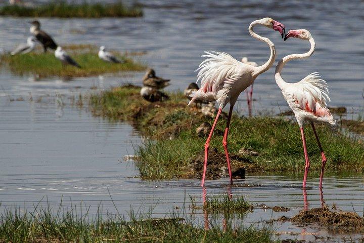 3 Days 2 Nights in Maasai Mara via The Great Rift Valley