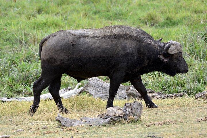 Explore to Tarangire, Ngorongoro Crater and Lake Manyara for 2 Days( Basic)