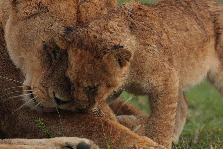 Explore to Tarangire, Ngorongoro Crater and Lake Manyara for 2 Days( Basic)