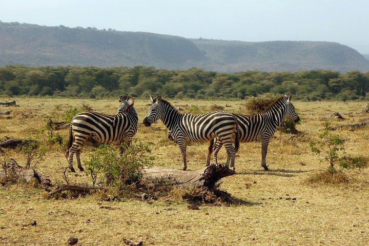 Explore to Tarangire, Ngorongoro Crater and Lake Manyara for 2 Days( Basic)