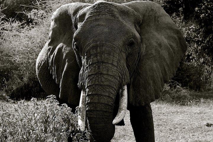 Explore to Tarangire, Ngorongoro Crater and Lake Manyara for 2 Days( Basic)
