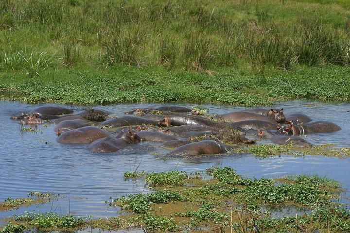 2 Days explore to Tarangire Park, Ngorongoro crater and lake Manyara (comfort)