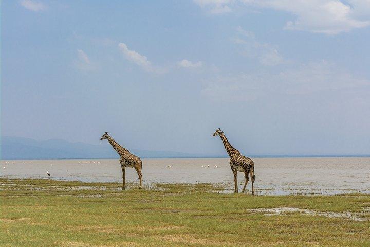 2 Days explore to Tarangire Park, Ngorongoro crater and lake Manyara (comfort)