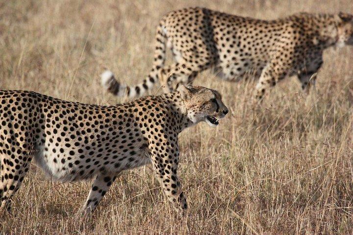 2 Days explore to Tarangire Park, Ngorongoro crater and lake Manyara (comfort)