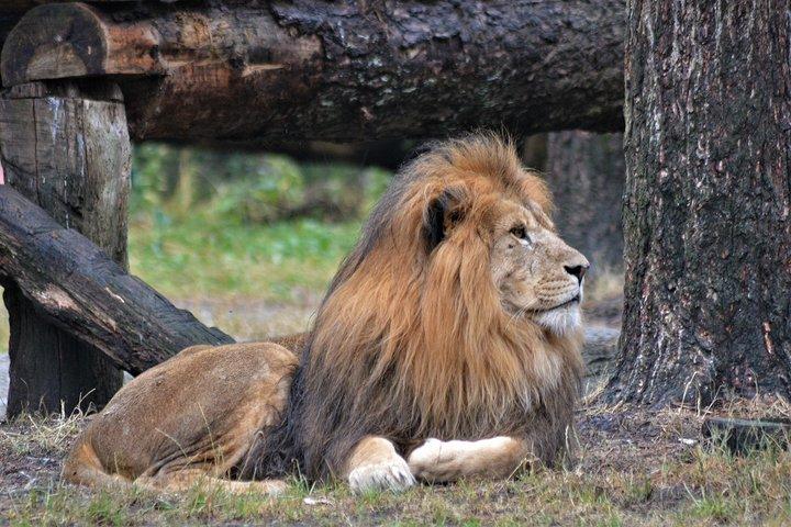 3 Days 2 Nights Adventure in Ngorongoro and lake Manyara (Comfort)
