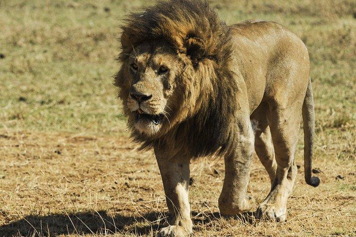 3 Days 2 Nights Adventure in Ngorongoro and lake Manyara (Comfort)