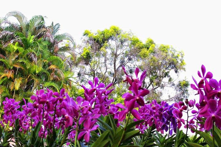 Go Nature - Orchid Garden, Bird Park & Butterfly Park Tour