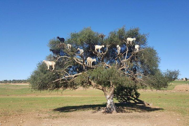 Small-group day trip from Marrakech