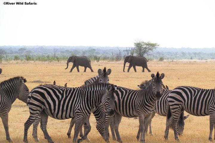 Game Drive (AM / PM) - Zambezi National Park - River Wild Safaris