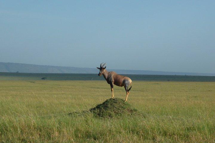 7 Days Safari to Maasai Mara , Serengeti and Ngorongoro Conservancy in Tanzania.