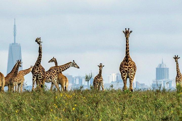 Nairobi National Park Game Drive and Transfer