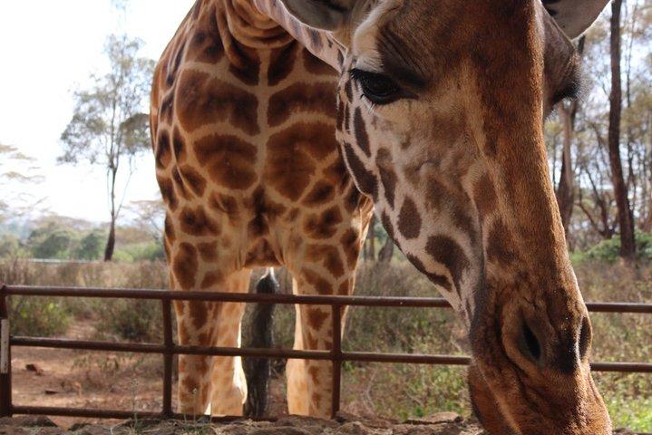 David Sheldrick Elephant Orphanage & Giraffe Center Guided Day Tour