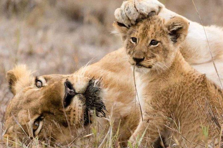 Private Tarangire Day Trip Safari from Arusha