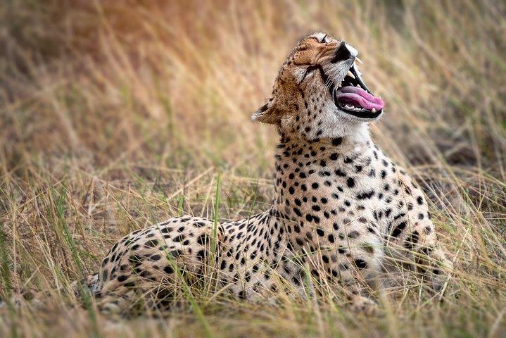 Private Tarangire Day Trip Safari from Arusha
