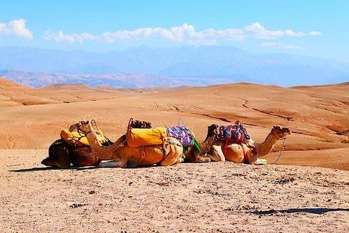 Marrakech: Half-Day Desert Quad & Dromedary Tour