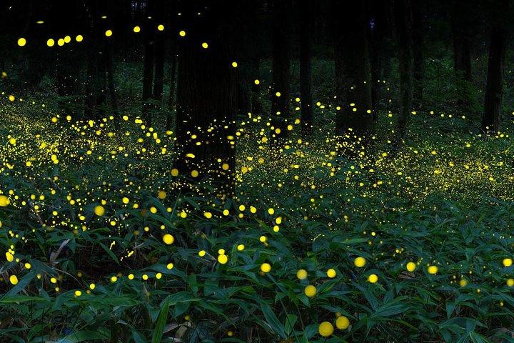 2D1N Nature & Heritage: Cameron Highlands, Ipoh & Fireflies Tour