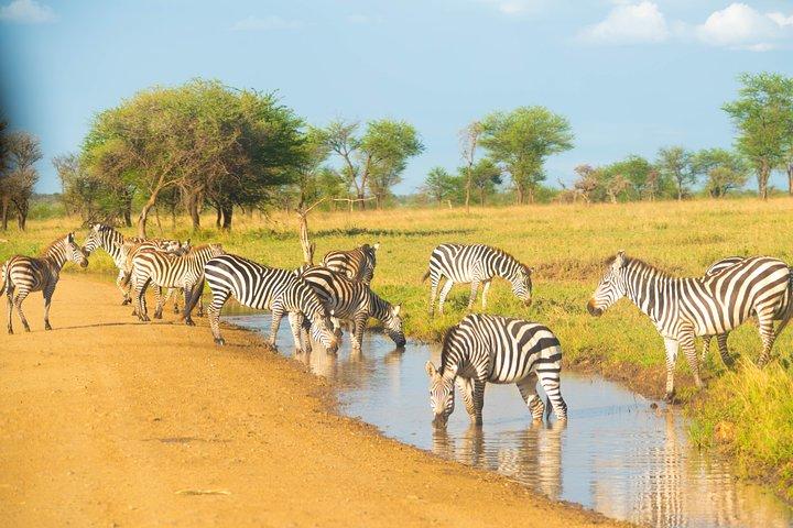 7 Days Lodge Safari.
