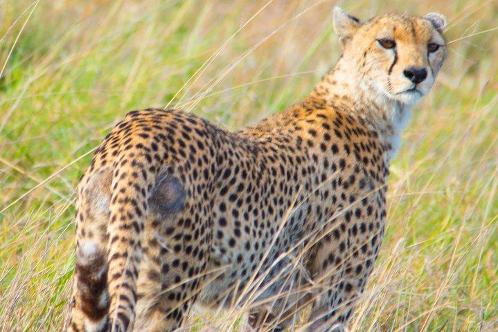 5 Days Lodge Safari.