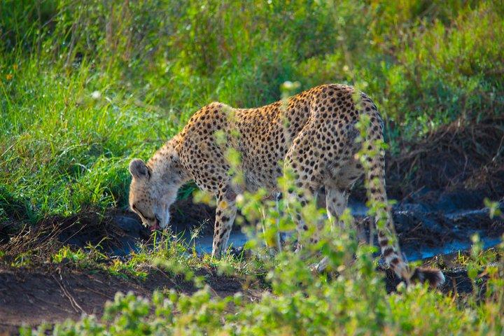 5 Days Lodge Safari.