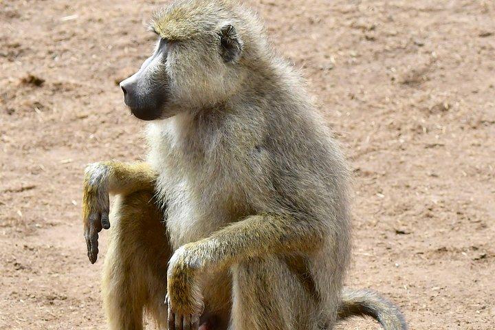 3days Masai Mara private safari with a 4x4 land cruiser Jeep