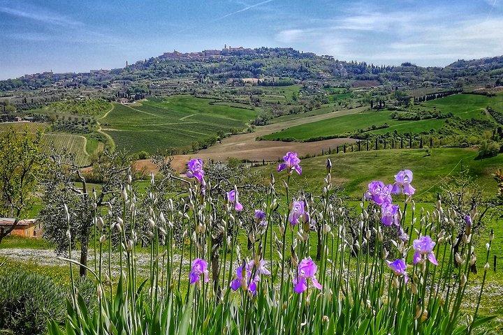 Montepulciano private guided tour