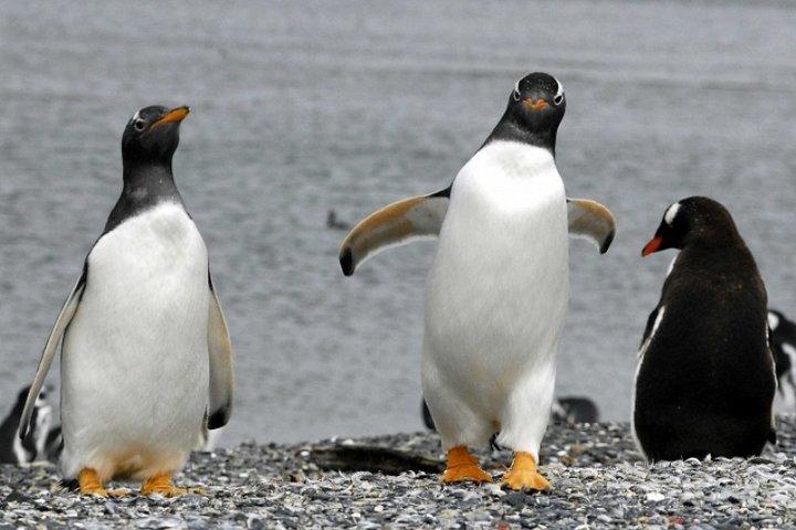 Penguin walk in Ushuaia + navigation option