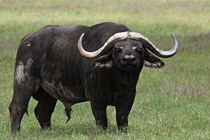 5 Days Honey Moon Safari Tanzania