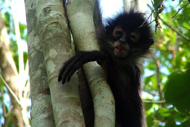 Private - Mayan Inland Expedition - Coba Ruins, Punta Laguna and Mayan family