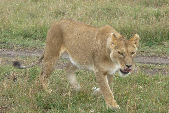 6 Days safari to Amboseli N/P Aberdare N/P, Lake Nakuru N/P and Maasai Mara N/R.