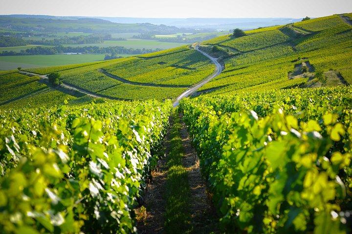 Excursion to the Champagne region and Wine Tasting