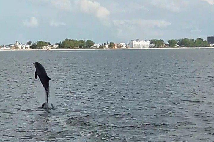 Dolphin Watching/Eco Cruise, John's Pass, Madeira Bch, FL
