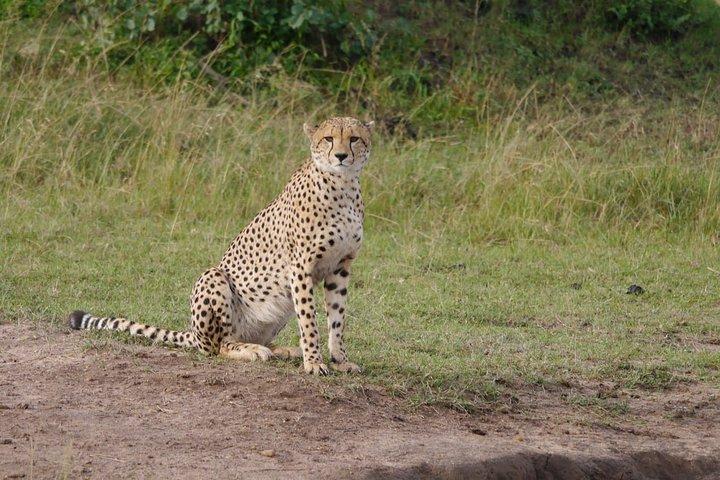7 Days Group Tour to Maasai Mara, Nakuru, Naivasha & Amboseli national Parks