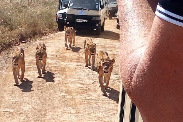 7 Days Group Tour to Maasai Mara, Nakuru, Naivasha & Amboseli national Parks