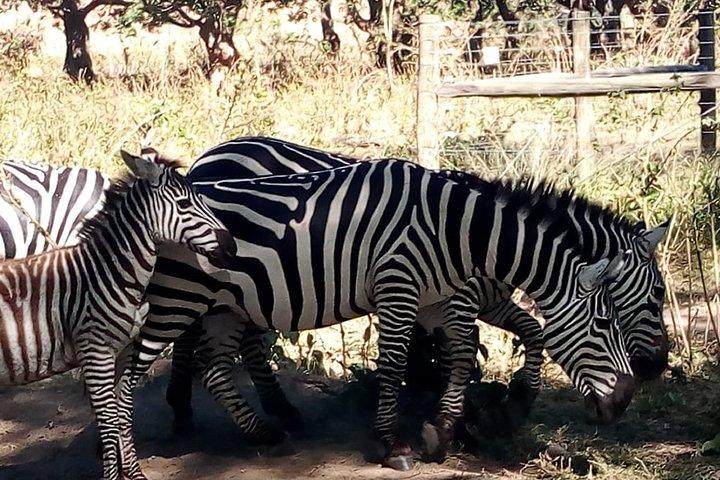 7 Days Group Tour to Maasai Mara, Nakuru, Naivasha & Amboseli national Parks