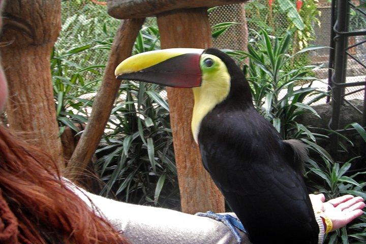 La Paz Waterfall Gardens and Wildlife Refuge Tour from San Jose