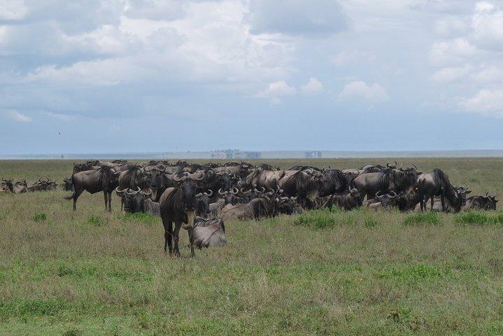 Serengeti Wildebeest Migration.